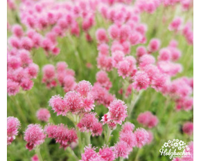Antennaria dioica ‘Rubra’