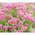 Antennaria dioica ‘Rubra’