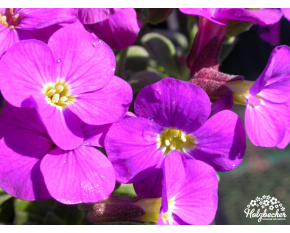 Aubrieta ‘Kitty’