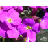 Aubrieta ‘Kitty’