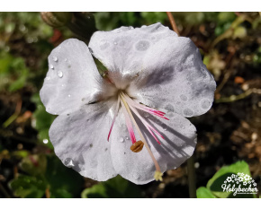 Geranium x cantabrigiense ‘Saint Ola’