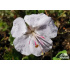 Geranium x cantabrigiense ‘Saint Ola’