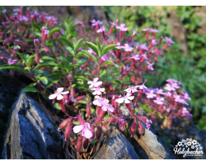Saponaria ocymoides