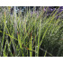 Schizachyrium scoparium ‘Ha Ha Tonka’