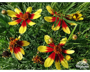 Coreopsis ‘Bengal Tiger’
