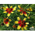 Coreopsis ‘Bengal Tiger’