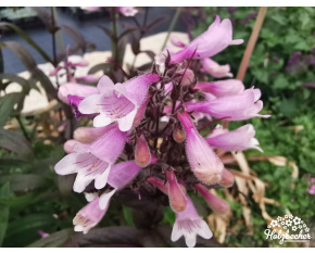 Penstemon ‘Dark Towers’