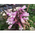 Penstemon ‘Dark Towers’
