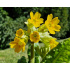 Primula veris ‘Cabrillo Yellow’