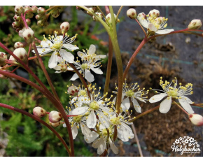 Filipendula vulgaris