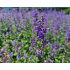 Nepeta racemosa ‘Walker's Low’