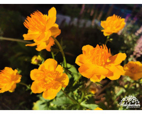 Trollius chinensis ‘Golden Queen’