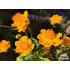 Trollius chinensis ‘Golden Queen’