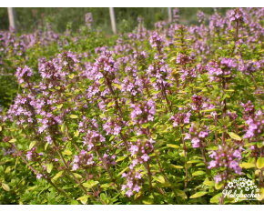 Thymus citriodorus ‘E. B. Anderson’