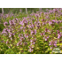 Thymus citriodorus ‘E. B. Anderson’