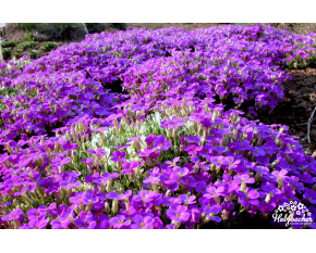 Aubrieta ‘Tauricola Silberrand’