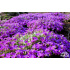 Aubrieta ‘Tauricola Silberrand’
