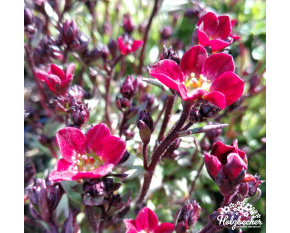 Saxifraga x arendsii ‘Highlander Red’