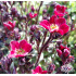 Saxifraga x arendsii ‘Highlander Red’