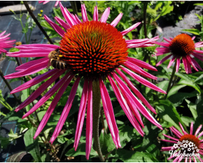 Echinacea purpurea ‘Pica Bella’