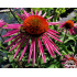 Echinacea purpurea ‘Pica Bella’