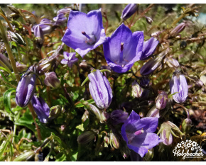 Campanula cochleariifolia ‘Advance Blue’