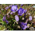 Campanula cochleariifolia ‘Advance Blue’