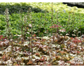 Heucherella ‘Autumn Cascade’