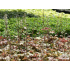 Heucherella ‘Autumn Cascade’