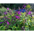 Salvia hybrida ‘Amistad’