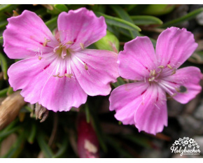 Dianthus microlepis