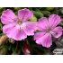 Dianthus microlepis