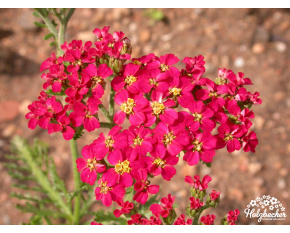 Achillea millefolium ‘Petra’