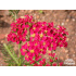 Achillea millefolium ‘Petra’