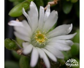 Delosperma sp. Graaf Reinet