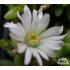Delosperma sp. Graaf Reinet