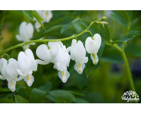 Dicentra spectabilis ‘Alba’