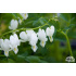 Dicentra spectabilis ‘Alba’