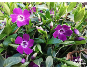Vinca minor ‘Atropurpurea’