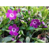 Vinca minor ‘Atropurpurea’