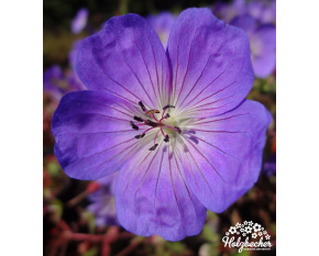 Geranium ‘Rozanne’