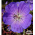 Geranium ‘Rozanne’