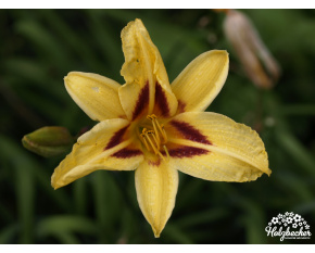 Hemerocallis ‘Bonanza’