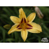 Hemerocallis ‘Bonanza’
