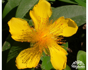 Hypericum calycinum