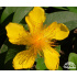 Hypericum calycinum