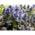Ajuga pyramidalis ‘Metallica Crispa’