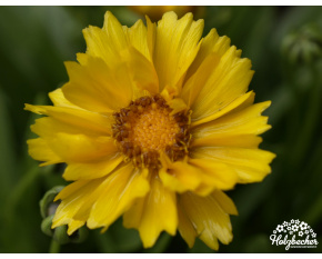 Coreopsis grandiflora ‘Illico’