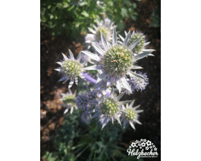 Eryngium bourgatii