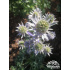 Eryngium bourgatii